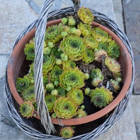 Blanka With A Beautiful View Of