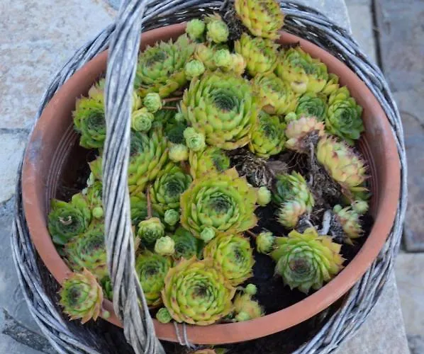 Blanka With A Beautiful View Of